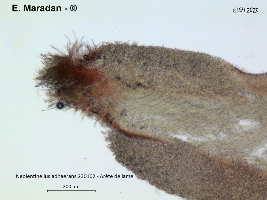 Neolentinus adhaerens