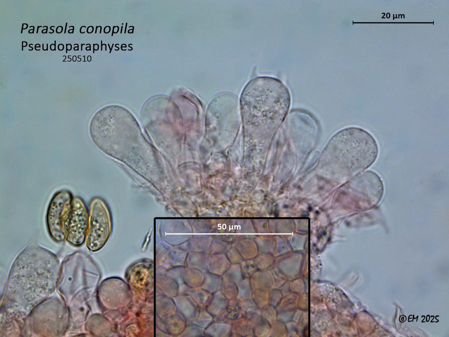 Parasola conopila