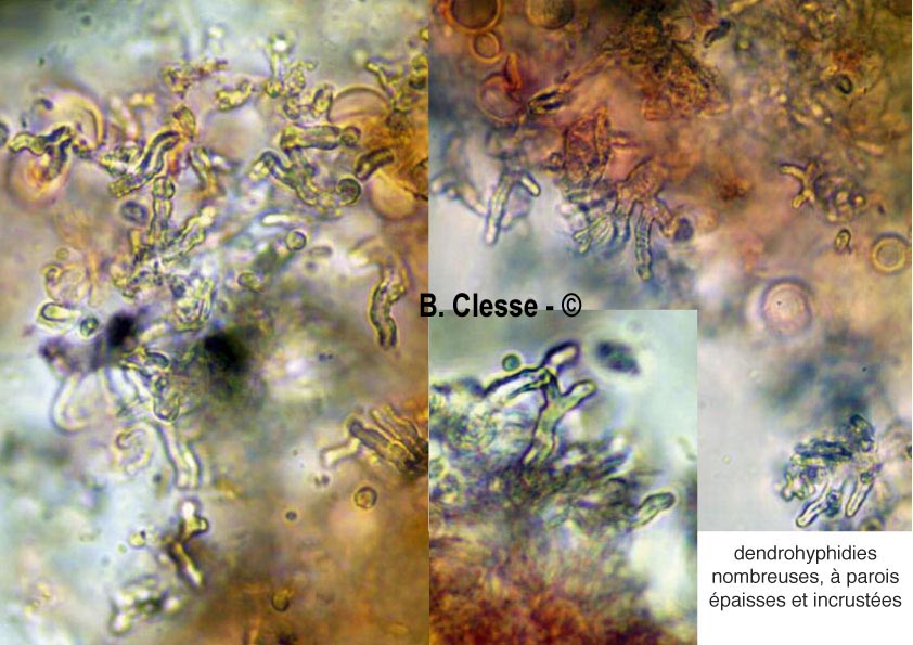 Peniophora lycii
