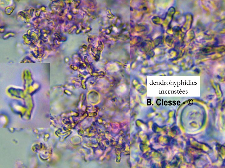 Peniophora lycii
