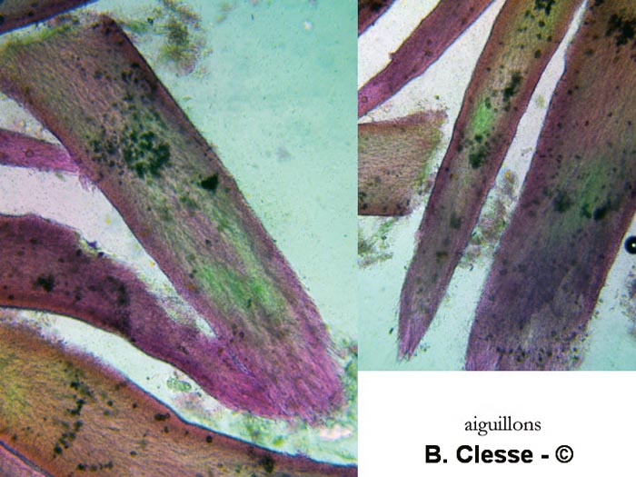 Phlebia aurea (Mycoacia aurea)