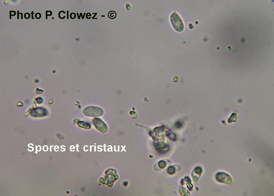  Phlebia subochracea (P. Clowez)