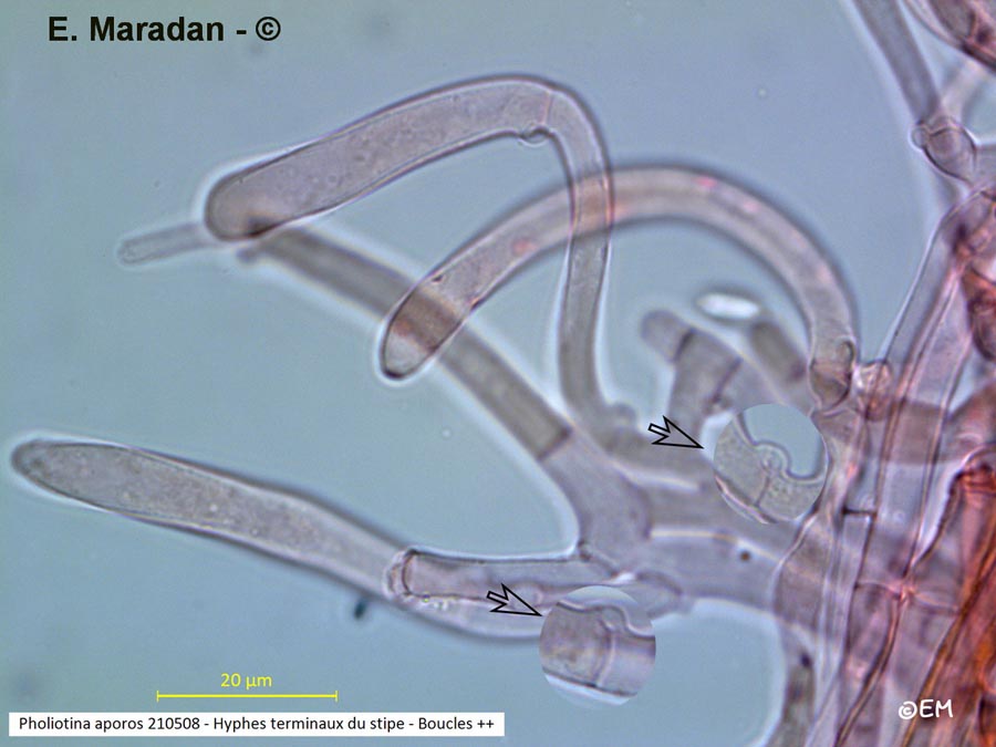 Pholiotina aporos (Conocybe aporos)