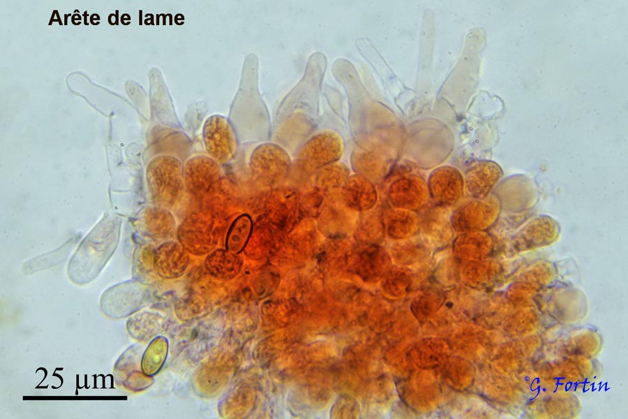 Pholiotina rugosa (Conocybe rugosa)