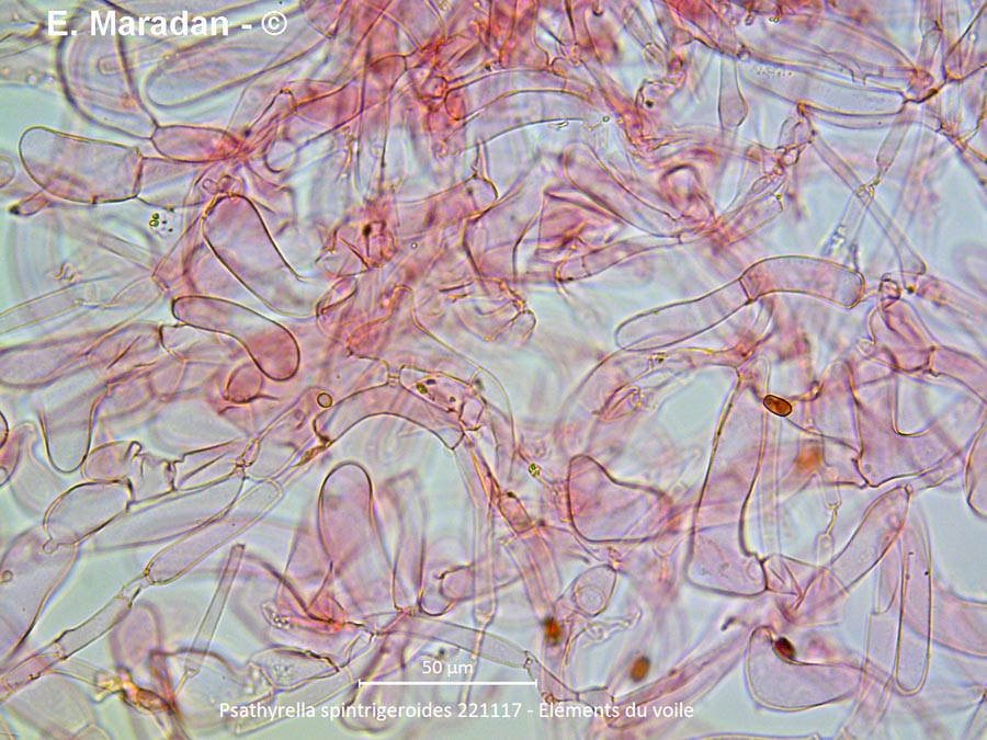 Psathyrella spintrigeroides