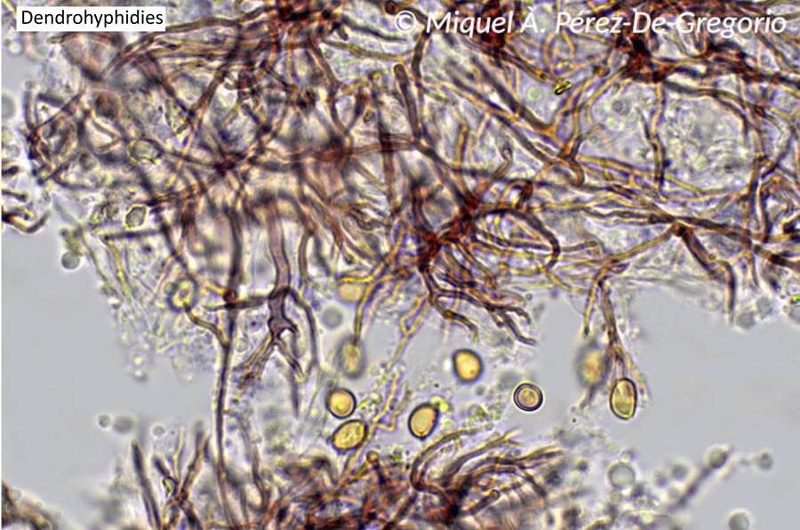 Scytinostroma hemidichophyticum (Scytinostroma portentosum)