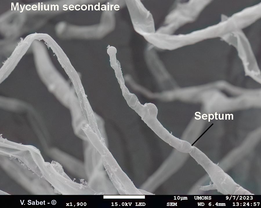 Serpula lacrymans