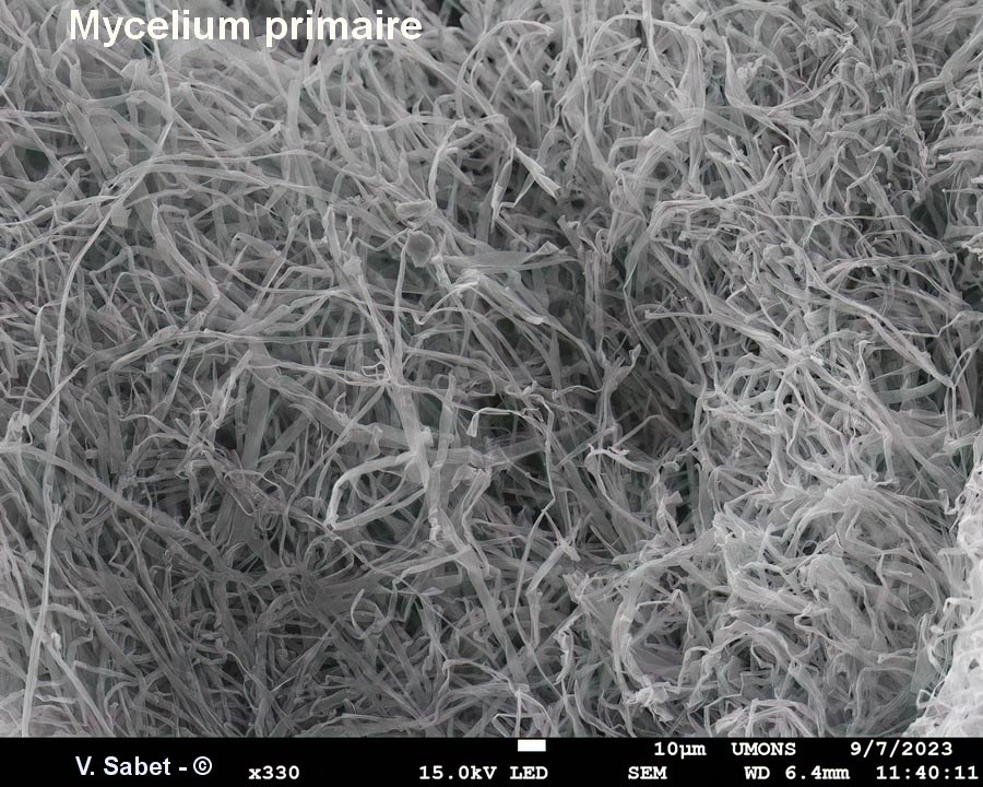 Serpula lacrymans