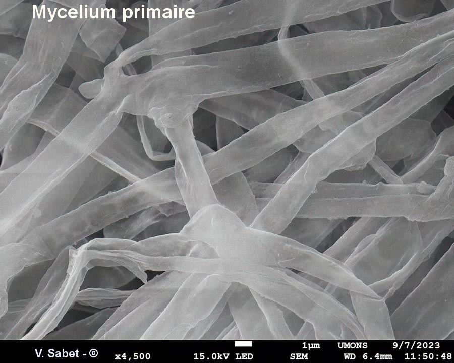 Serpula lacrymans