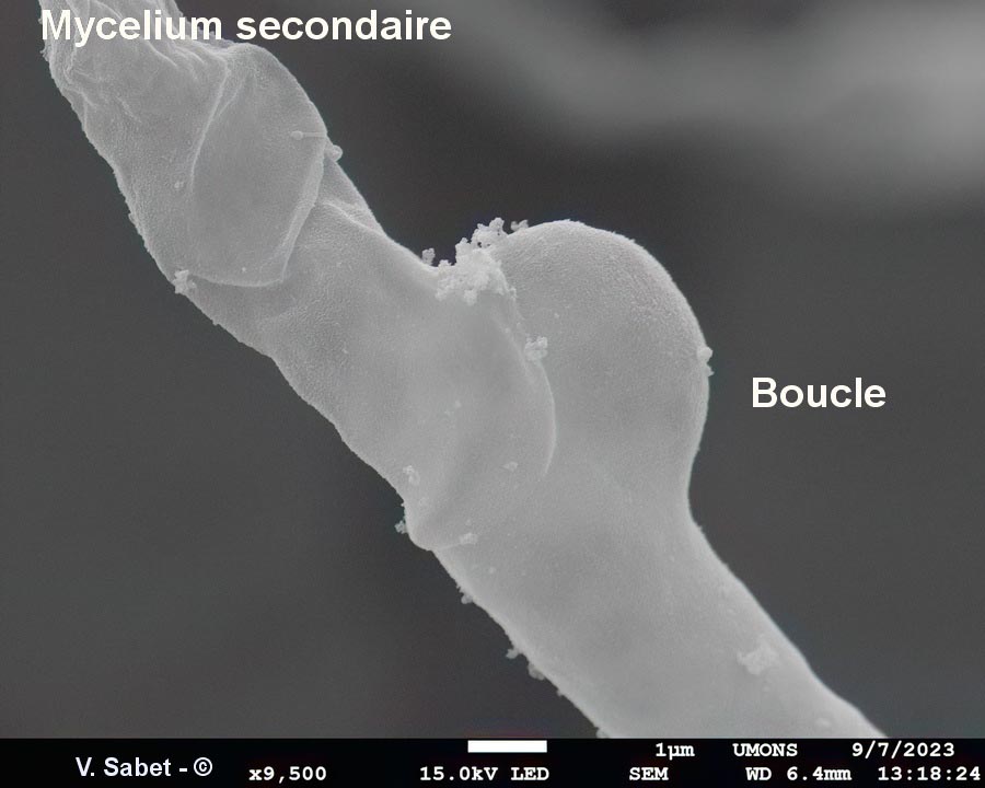 Serpula lacrymans