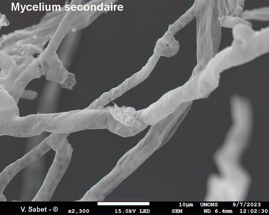 Serpula lacrymans