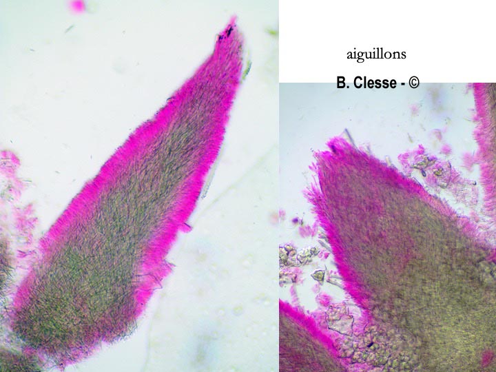 Steccherinum ochraceum