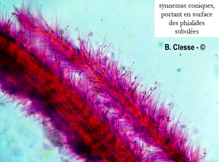 Tilachlidium brachiatum