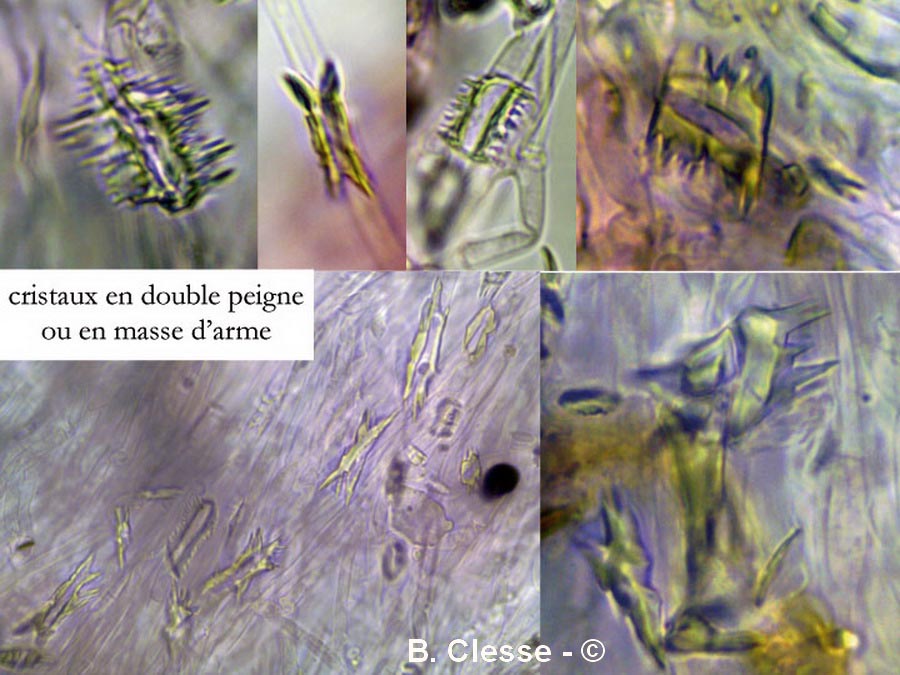 Trechispora cohaerens