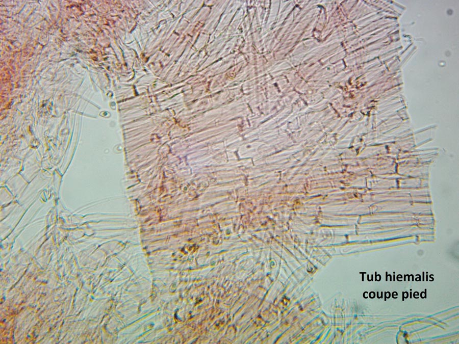 Tubaria hiemalis