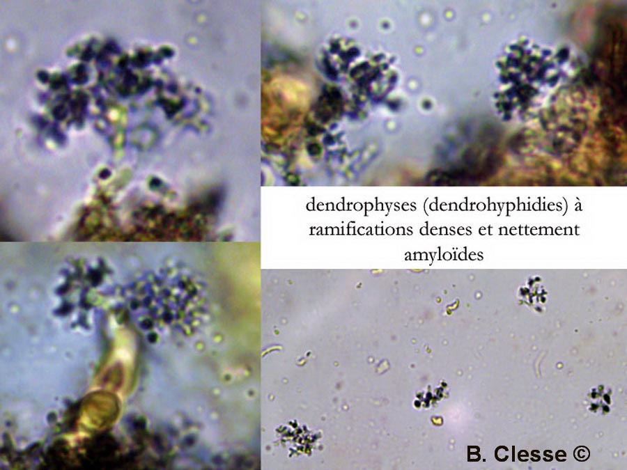 Aleurobotrys botryosus (Aleurodiscus botryosus)