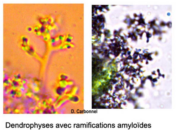 Aleurobotrys botryosus (Aleurodiscus botryosus)