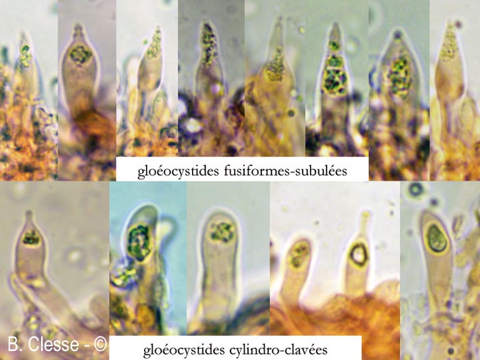 Artomyces pyxidatus