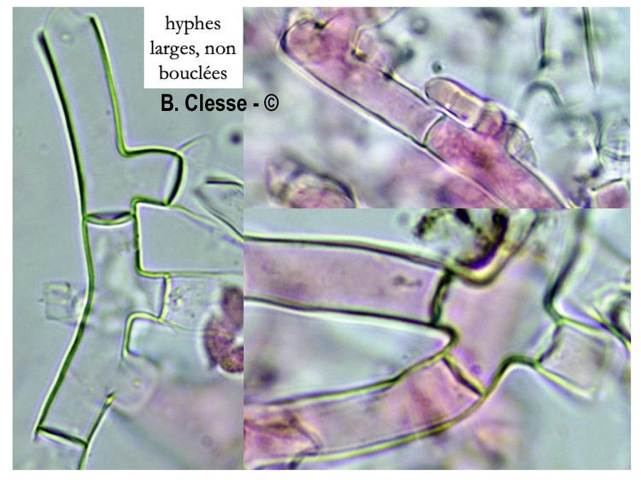 Botryobasidium candicans (Haplotrichum capitatum)