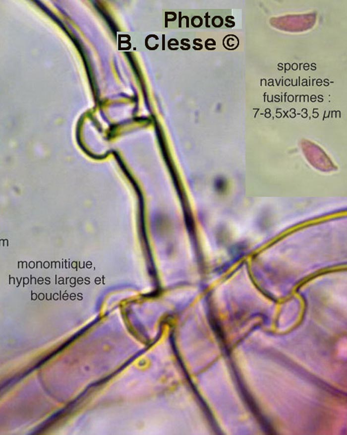 Botryobasidium subcoronatum