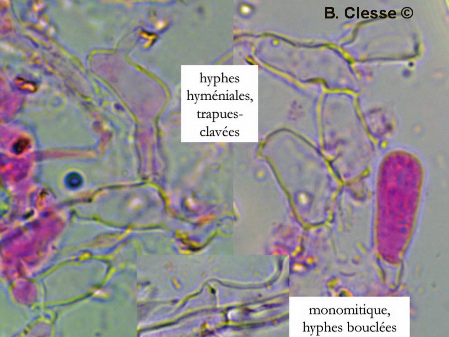 Brevicellicium olivascens