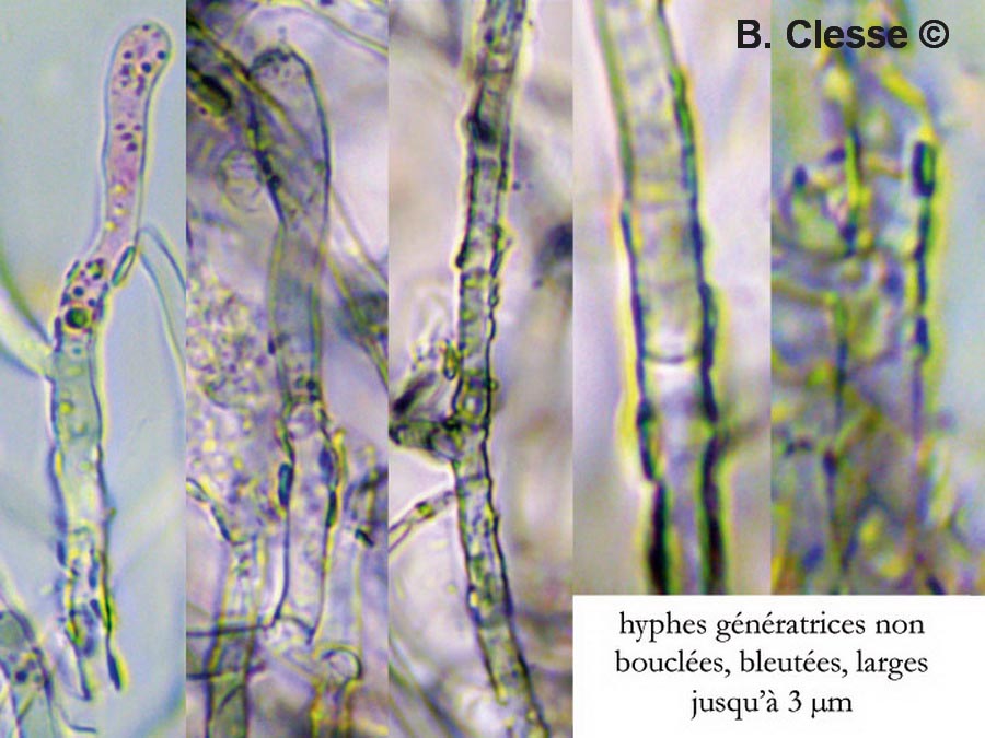 Byssocorticium atrovirens