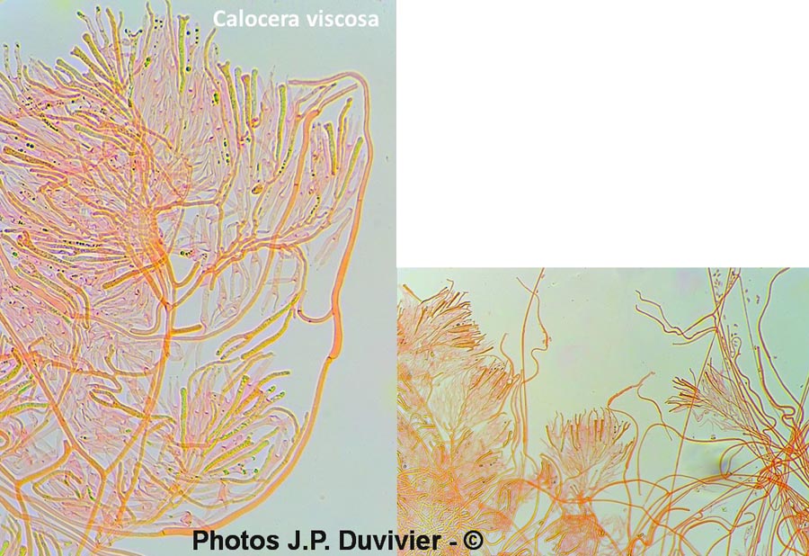 Calocera cornea