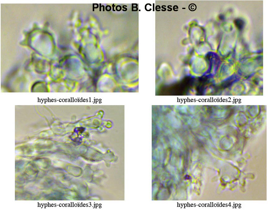 Calyptella capula