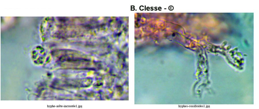 Calyptella capula