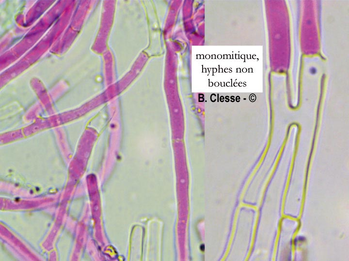 Ceriporia reticulata