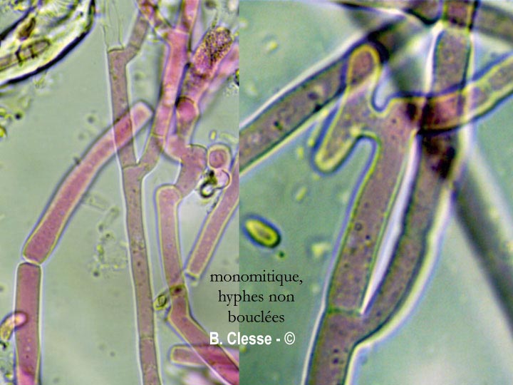 Ceriporia reticulata