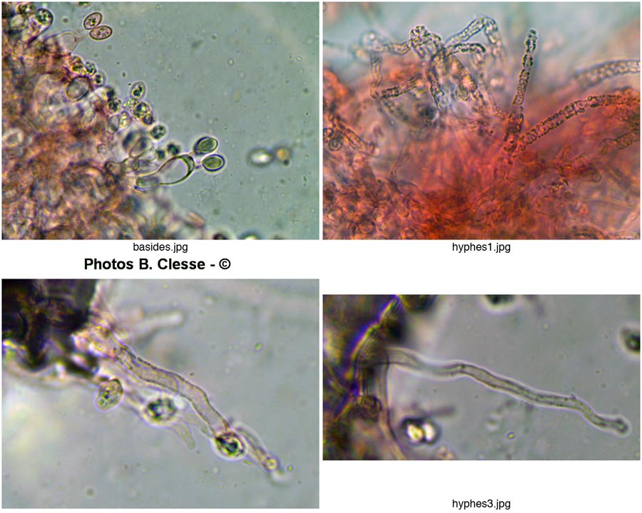 Clitopilus daamsii