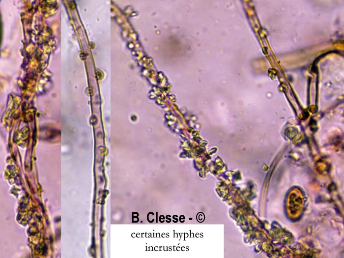 Coniophora puteana