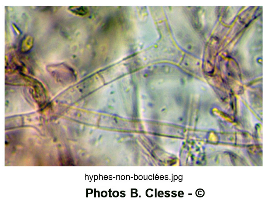 Crepidotus epibryus