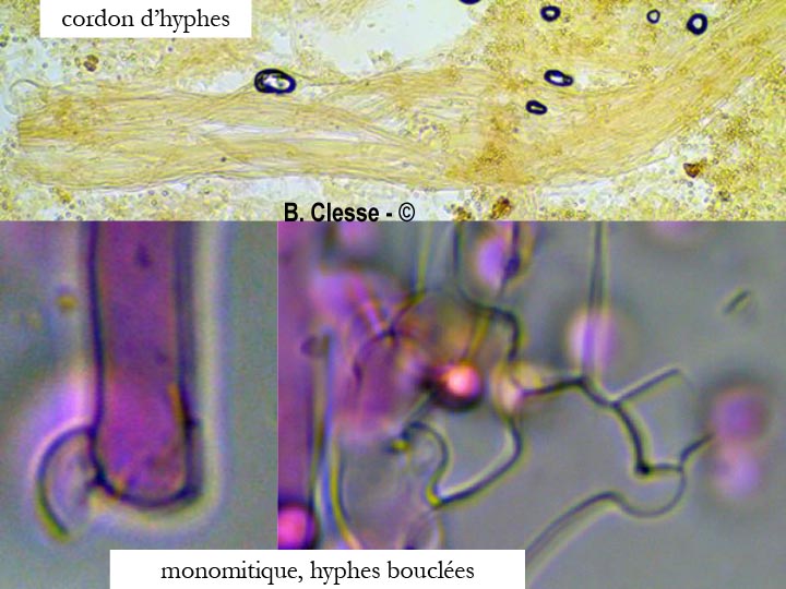 Cristinia helvetica