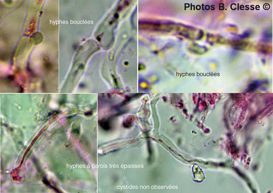 Dacryobolus karstenii