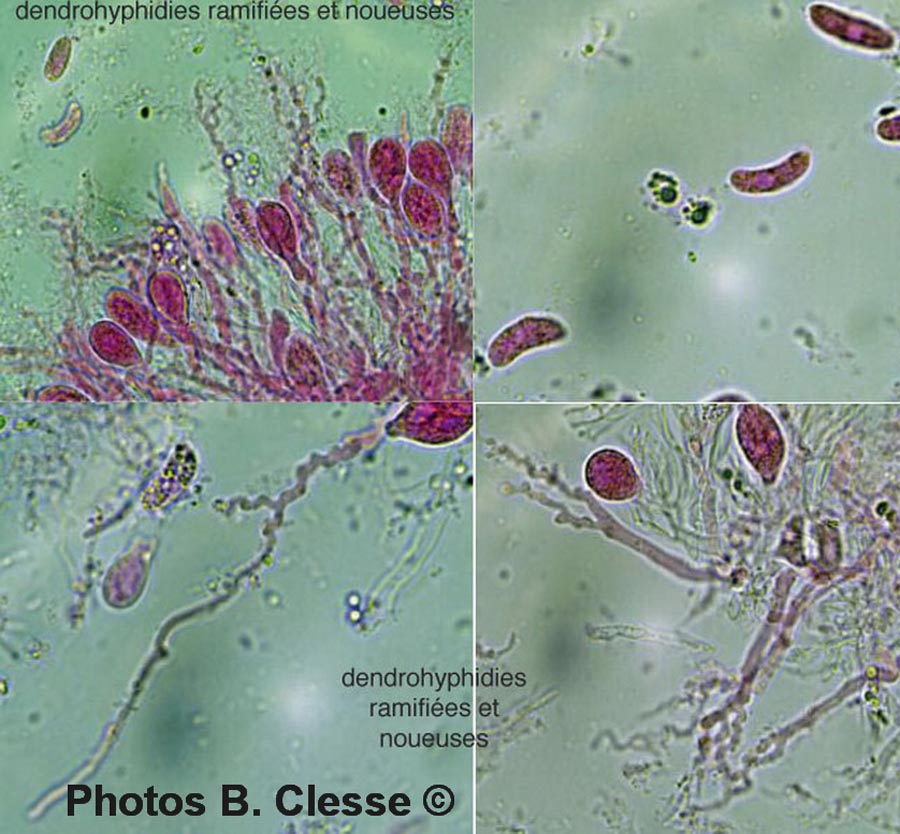 Exidiopsis effusa