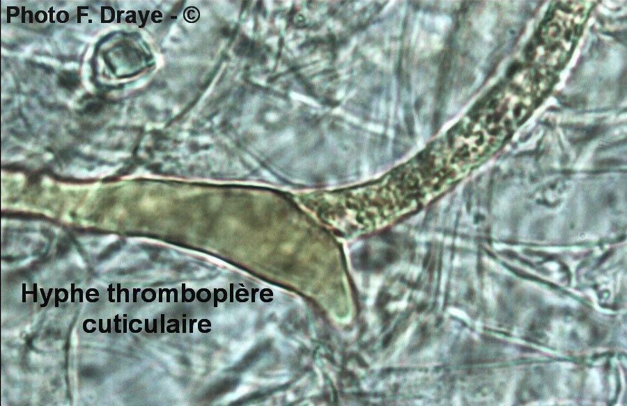 Galerina laevis