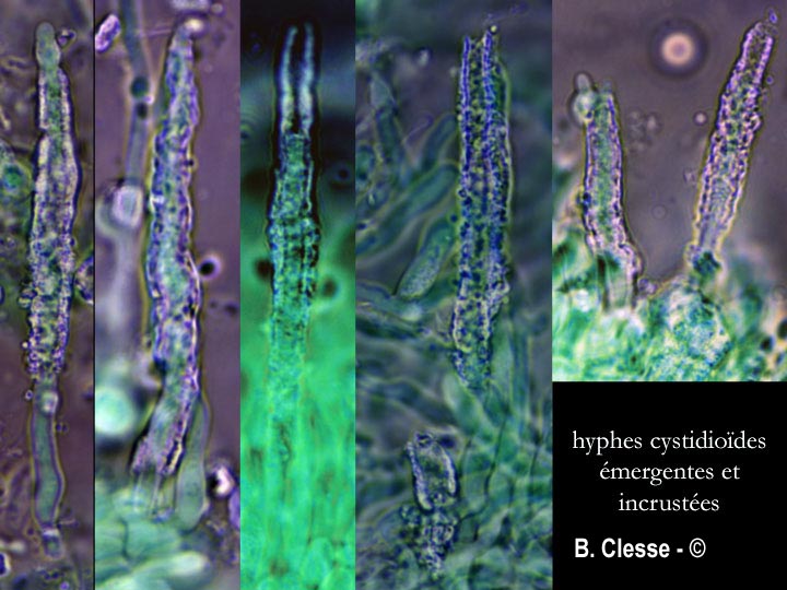 Hyphodermella densa