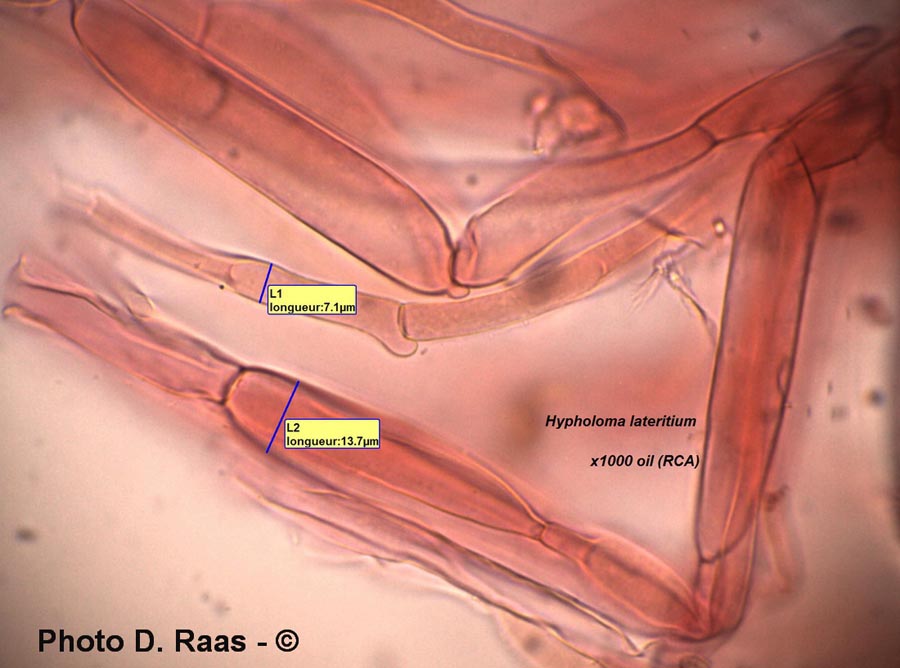 Hypholoma lateritium