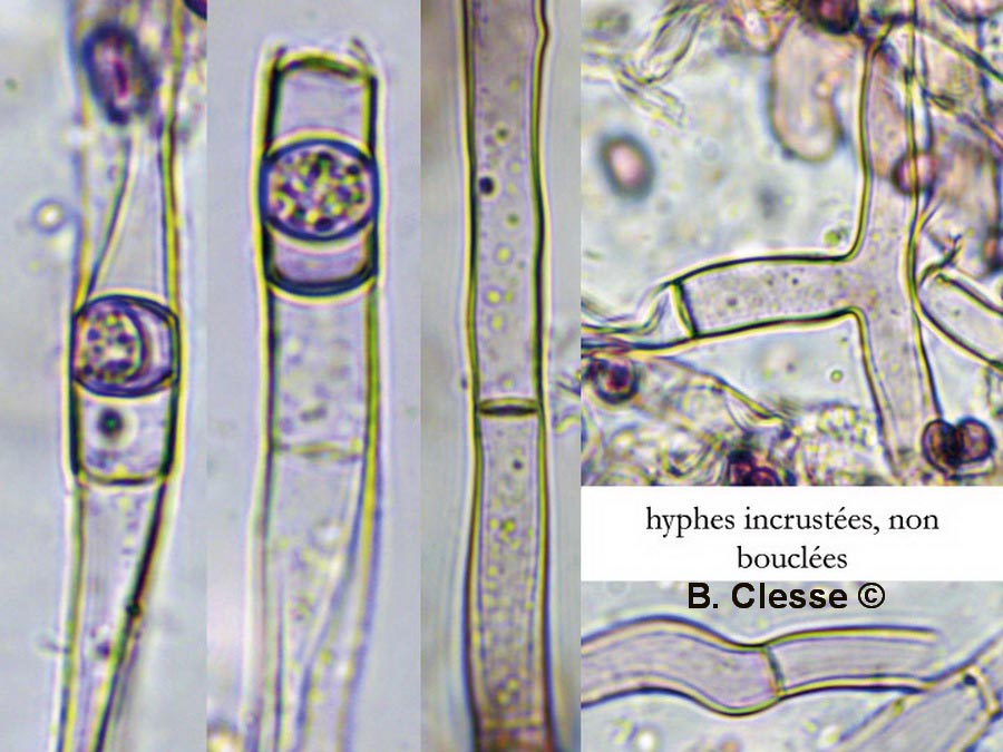 Hypochnella violacea