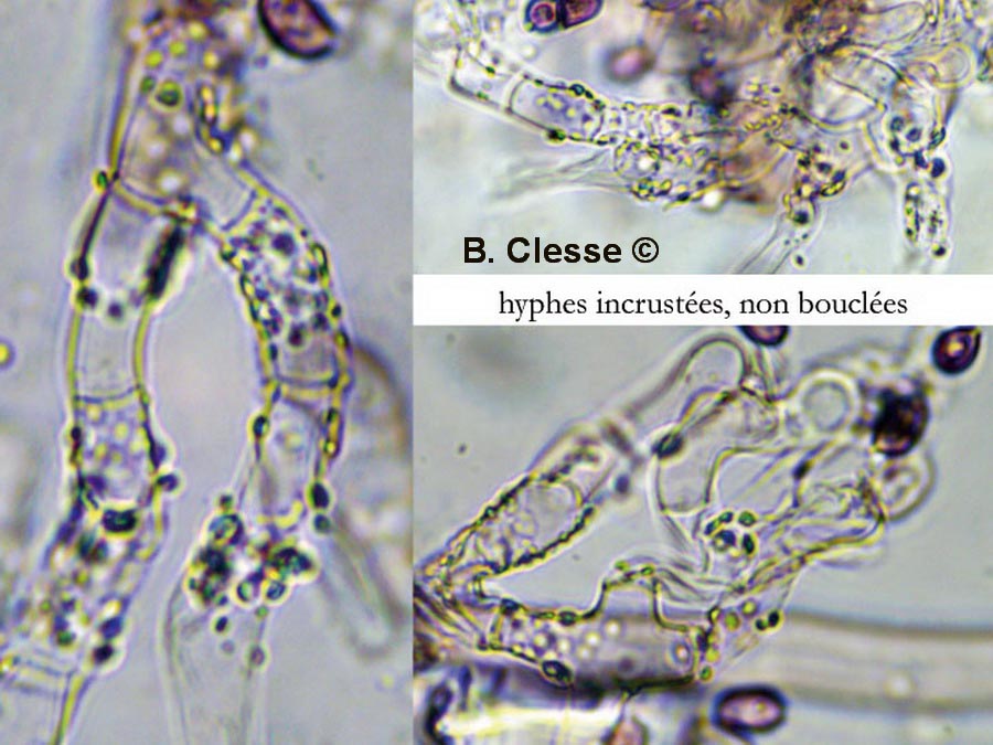 Hypochnella violacea