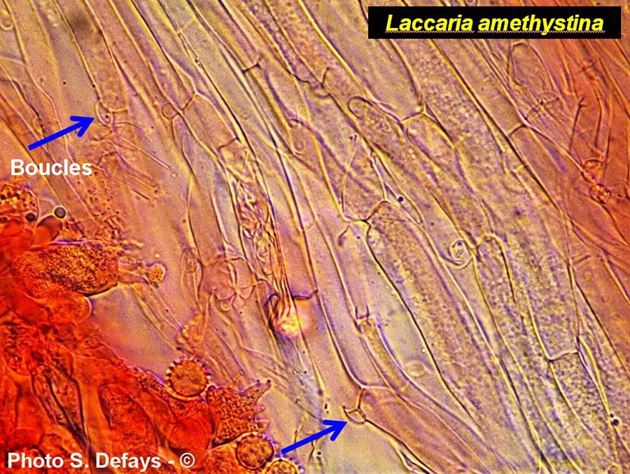Laccaria amethystina
