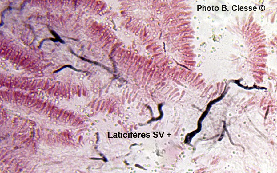 Lactarius blennius