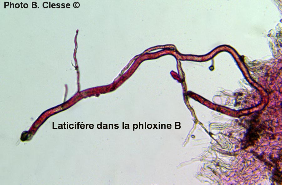 Lactarius blennius