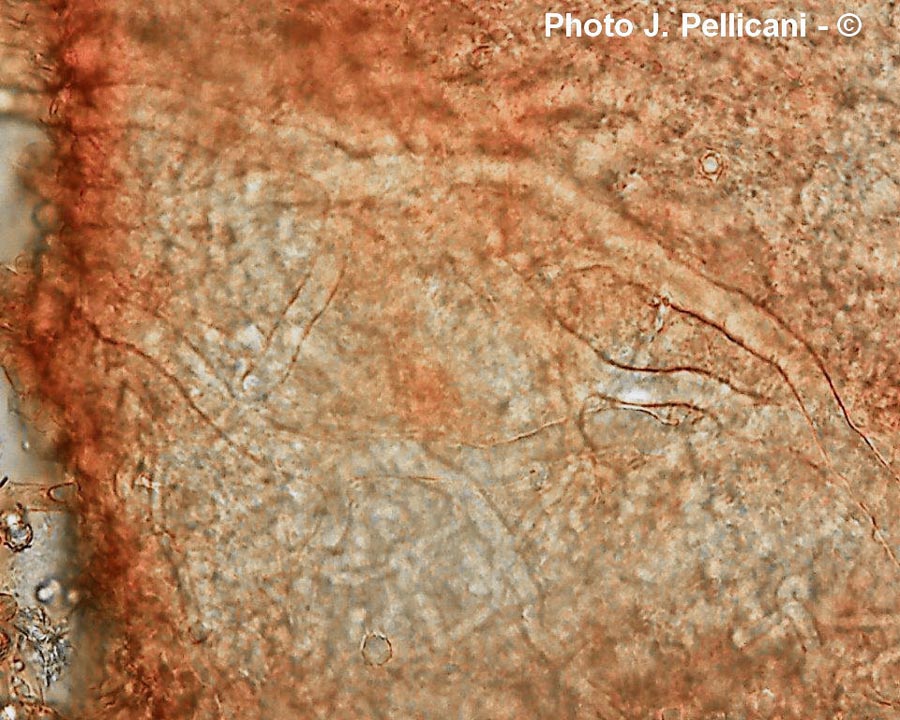 Lactarius circellatus (J. Pellicani)