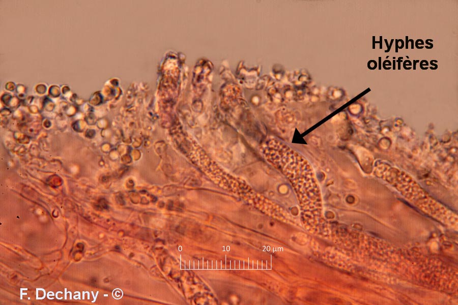 Lentinellus castoreus (Lentinellus castoreus f. ochropallidus)