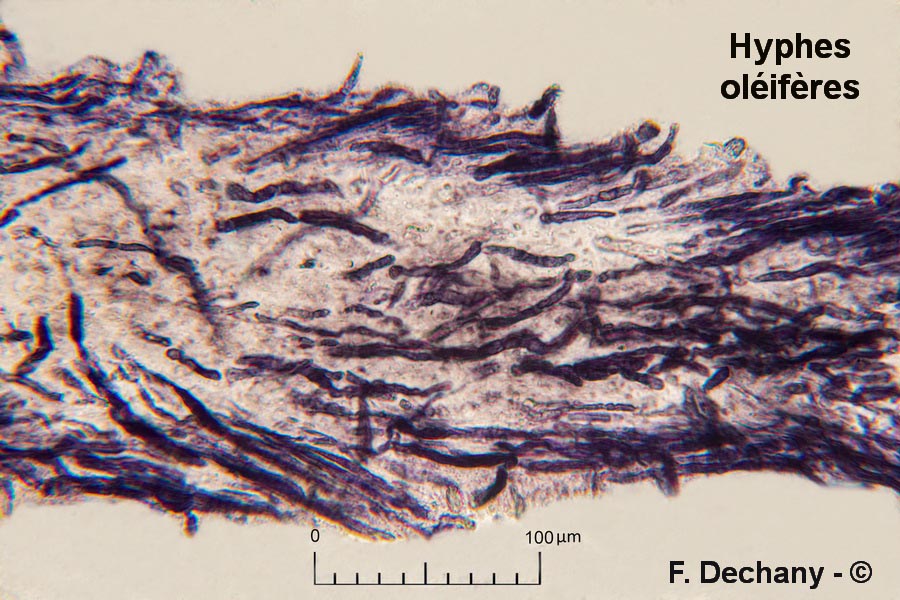 Lentinellus castoreus (Lentinellus castoreus f. ochropallidus)