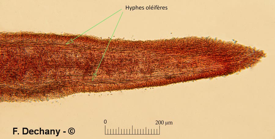 Lentinellus castoreus (Lentinellus castoreus f. ochropallidus)