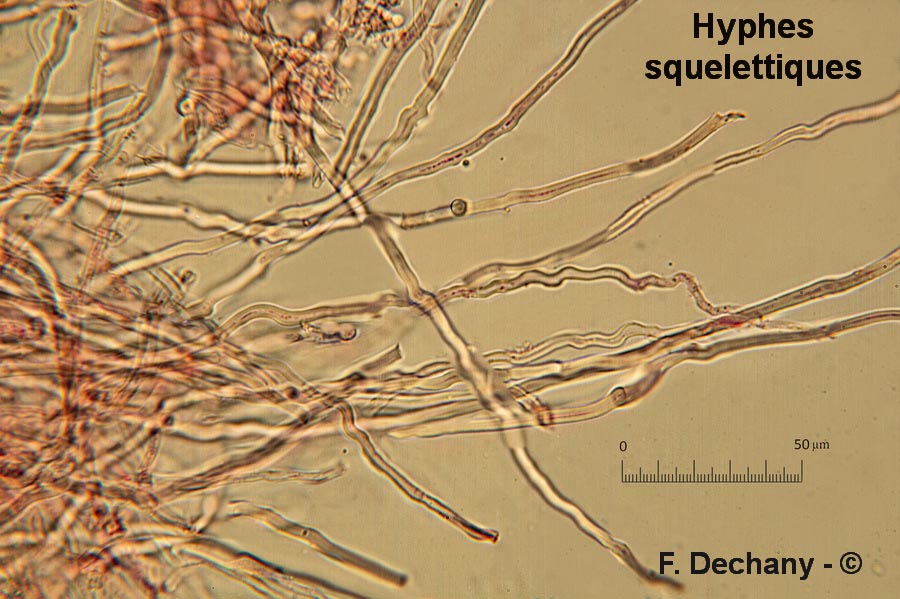 Lentinellus castoreus (Lentinellus castoreus f. ochropallidus)